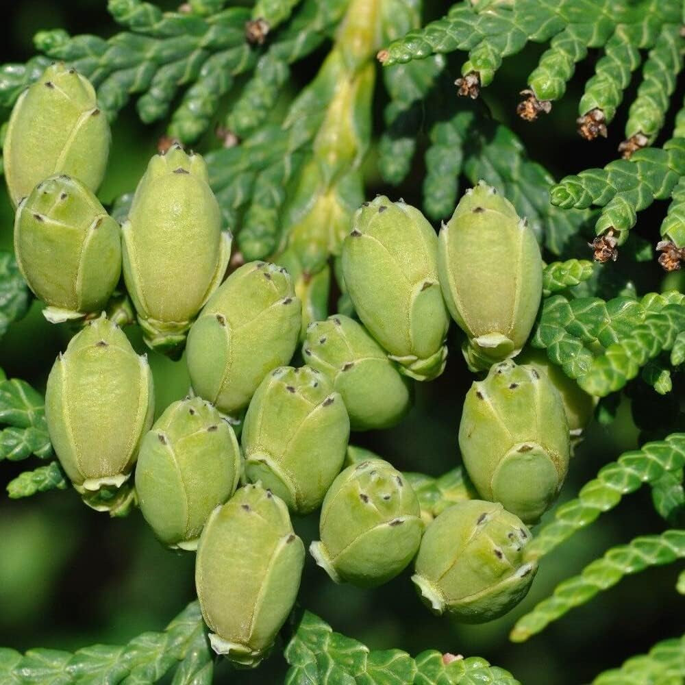 50 Seeds American Arborvitae - Thuja Occidentalis - Organic Plant Fresh Seeds for Home and Garden - Fresh Live Seeds for Planting