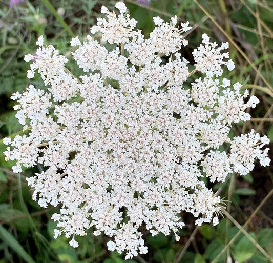 Queen Anne'S Lace- 200 Seeds - 50 % off Sale