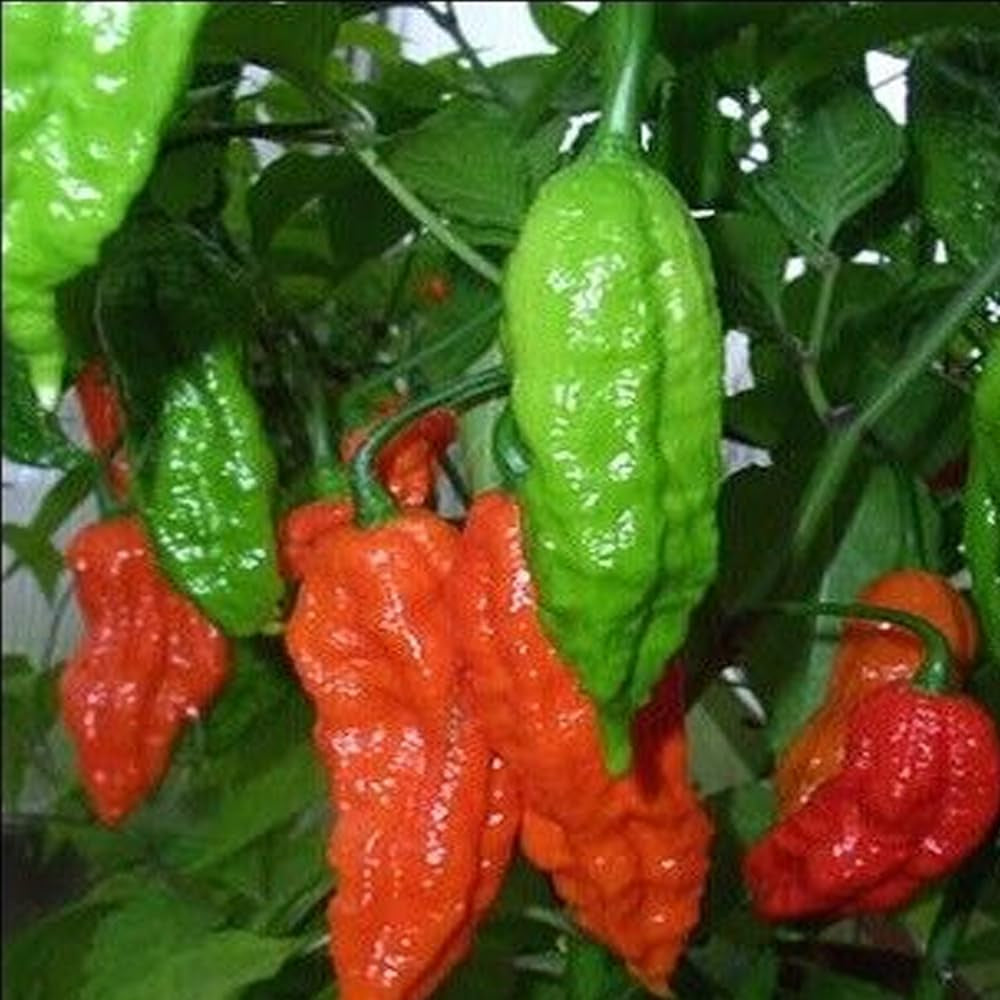 25 Seeds Red Bhut Jolokia Seeds Ghost Pepper Naga Jolokia HOT Chilli - Organic Fresh Seeds for Planting - Live Seeds Fpor Planting
