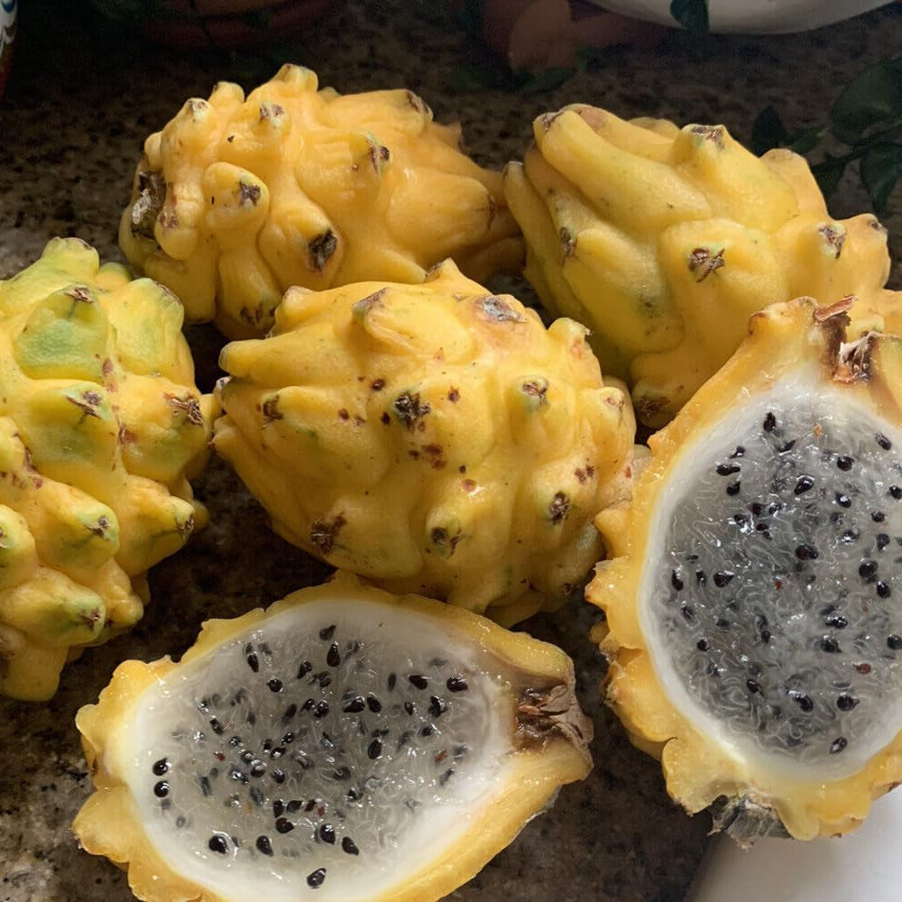 25 Seeds Yellow Dragon Fruit Golden Pitaya Pitahaya Hylocereus Megalanthus Easy - Organic Fresh Seeds for Planting - Live Seeds for Home and Garden