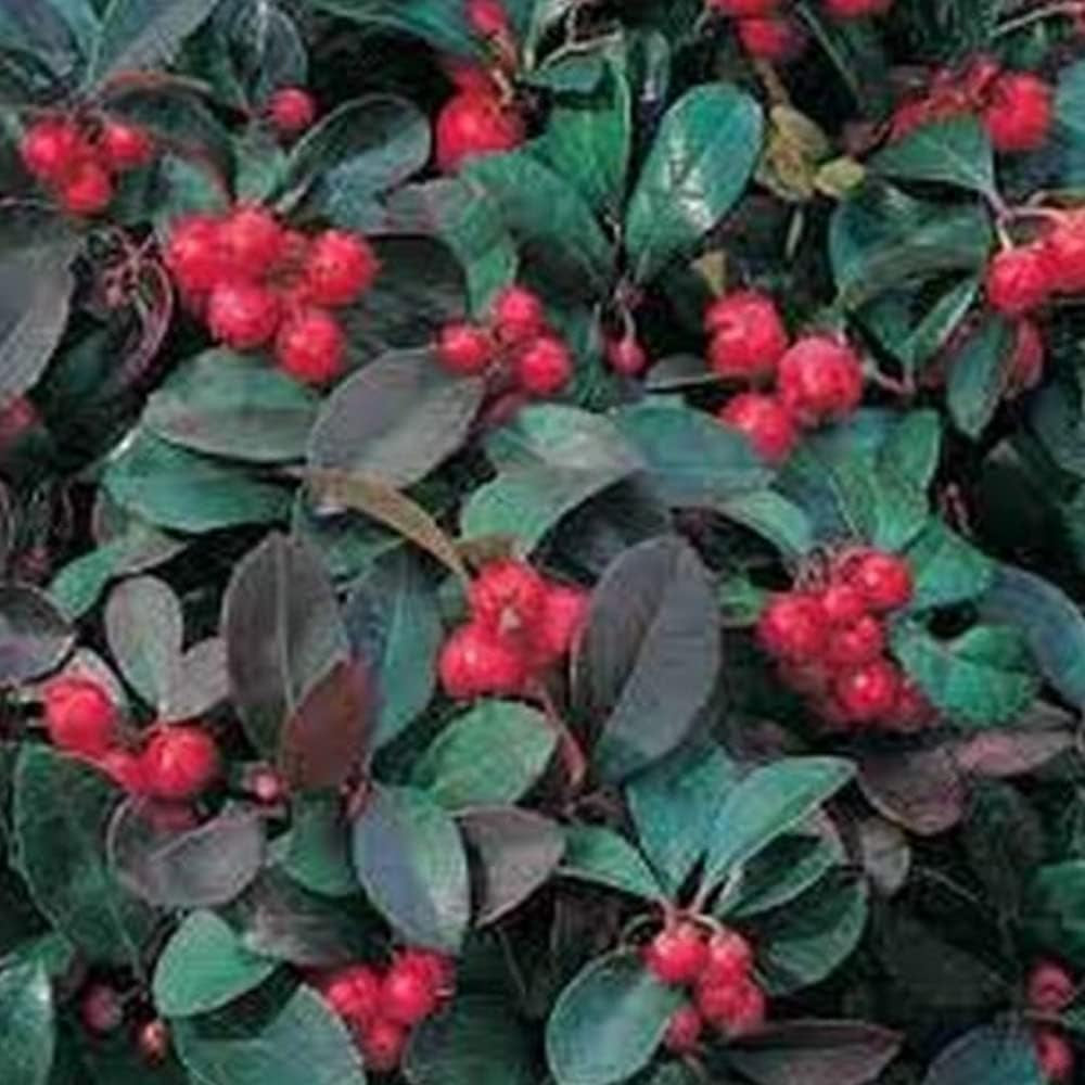 25 Seed Wintergreen - Seeds for Planting in Your Home and Garden - Organic Plant Wintergreen Seed