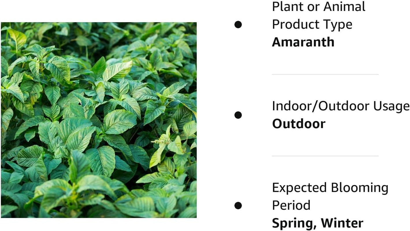 Jamaican CALLALOO,(500 Seeds) Amaranth, Used In,West Indian & Asian Cuisines