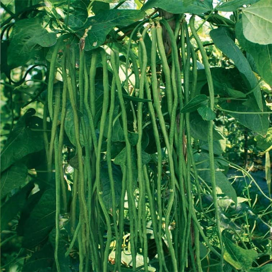 Long Bean - String Bean Fresh 25 Seeds 60 Days Harvest - Vegatable Seeds Plant for Your Garden and Home