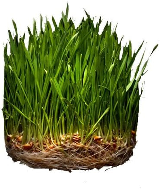 100 Seeds Cereal Rye Seeds for Your Cat - 100 Cat Grass Seeds - for Cat Seeds - Useful for Cat