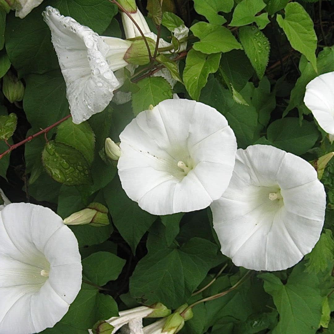 30+ Giant White Moon Vine Seeds ~ Morning Glory "Moonflower" Rare Exotic Seeds