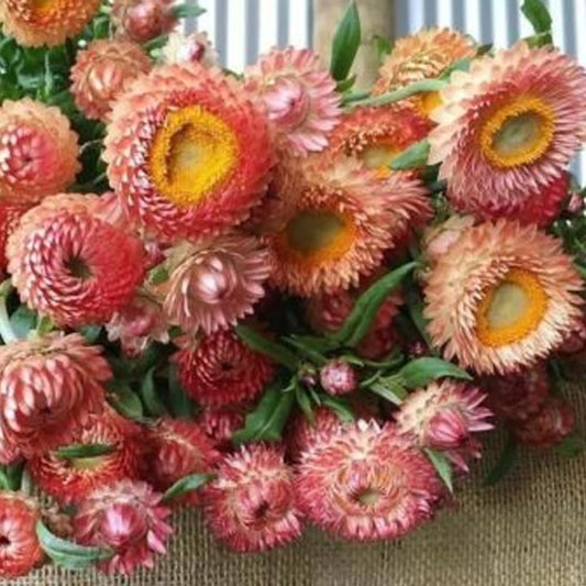 100 Peach Apricot Strawflower Flower Seeds - Organic Fresh Seeds for Planting - Seeds for Home Landscape