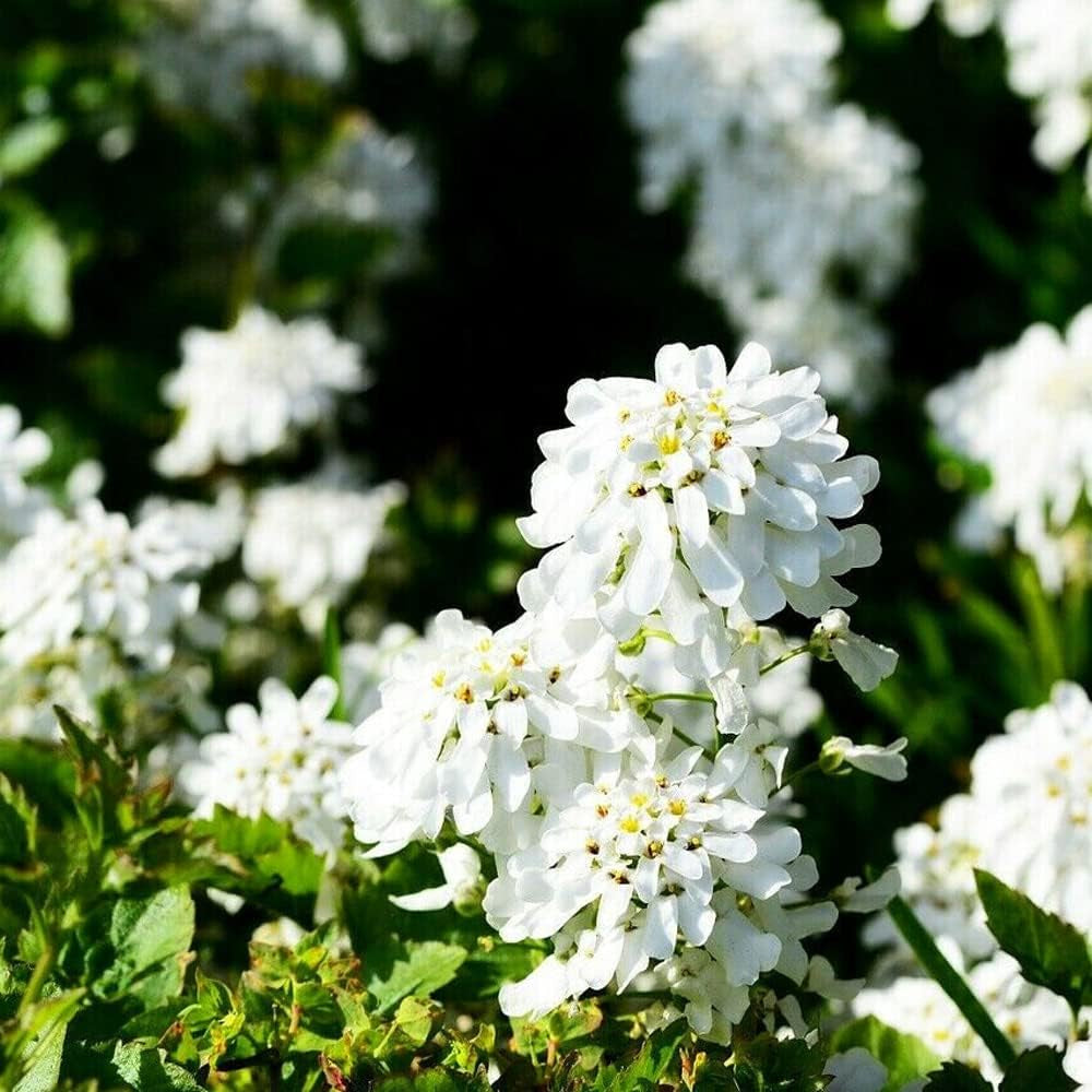 250 Seeds Empress White Candytuft Rocket Flower Seeds Iberis Amara - Plant Organic Seeds for Your Home and Garden