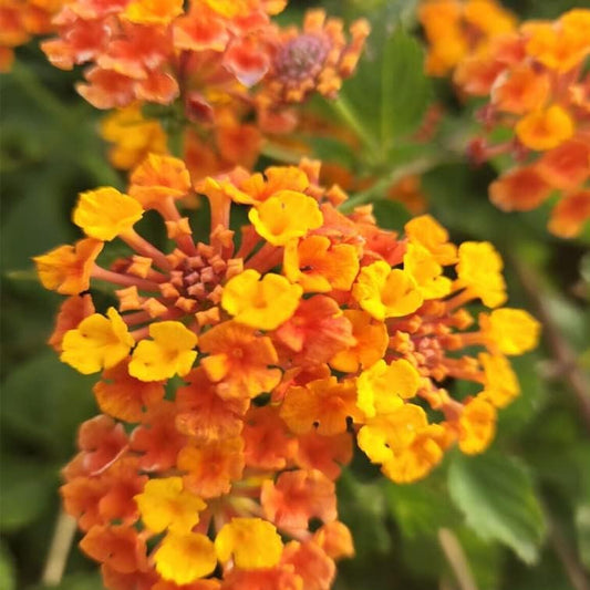 Lantana Camara 30 Seeds Plant - Miss Huff, Perennial - House Plant, 30 Fresh Seeds