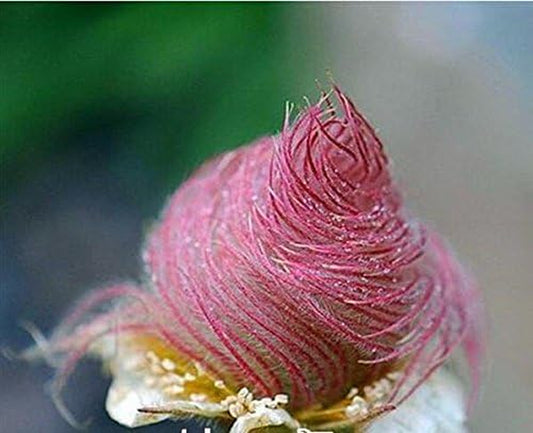 40 Seeds Prairie Smoke Seeds, Bonsai Potted Rare Flower Seeds, Semillas De Flores Plants for DIY Home & Garden GIFT