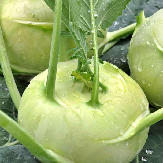 500 Kohlrabi White Vienna Seeds Garden Fresh Broccoli Cabbage - Organic Plant Live Seeds for Your Home and Garden