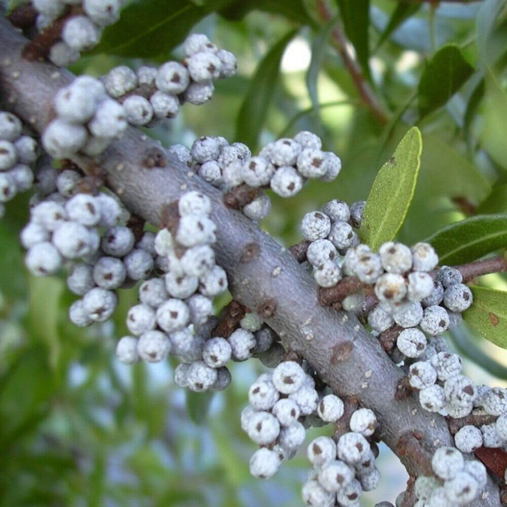 20 Seeds Northern Bayberry Myrica Pensylvanica - Organic Fresh Seeds for Planting - Seeds for Home and Garden