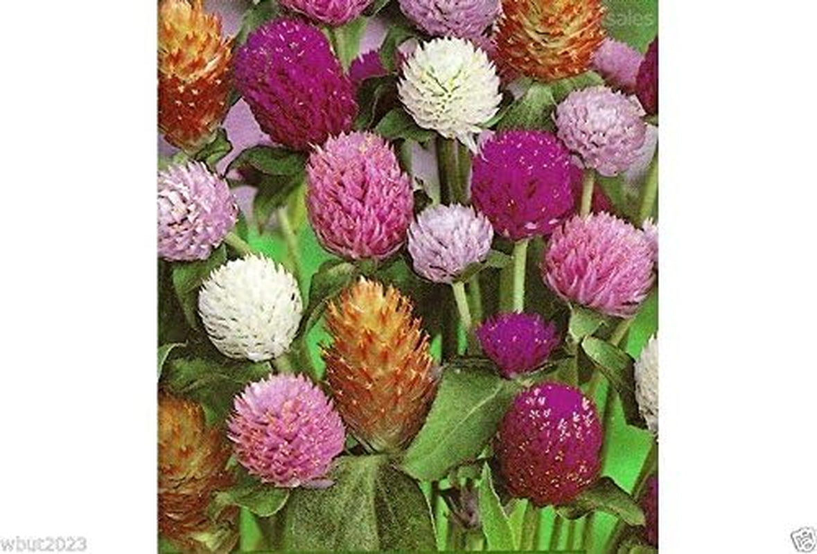 Globe Amaranth Mix Color ~ White, Pink, Rose, Salmon,And Purple. 50 Seeds.