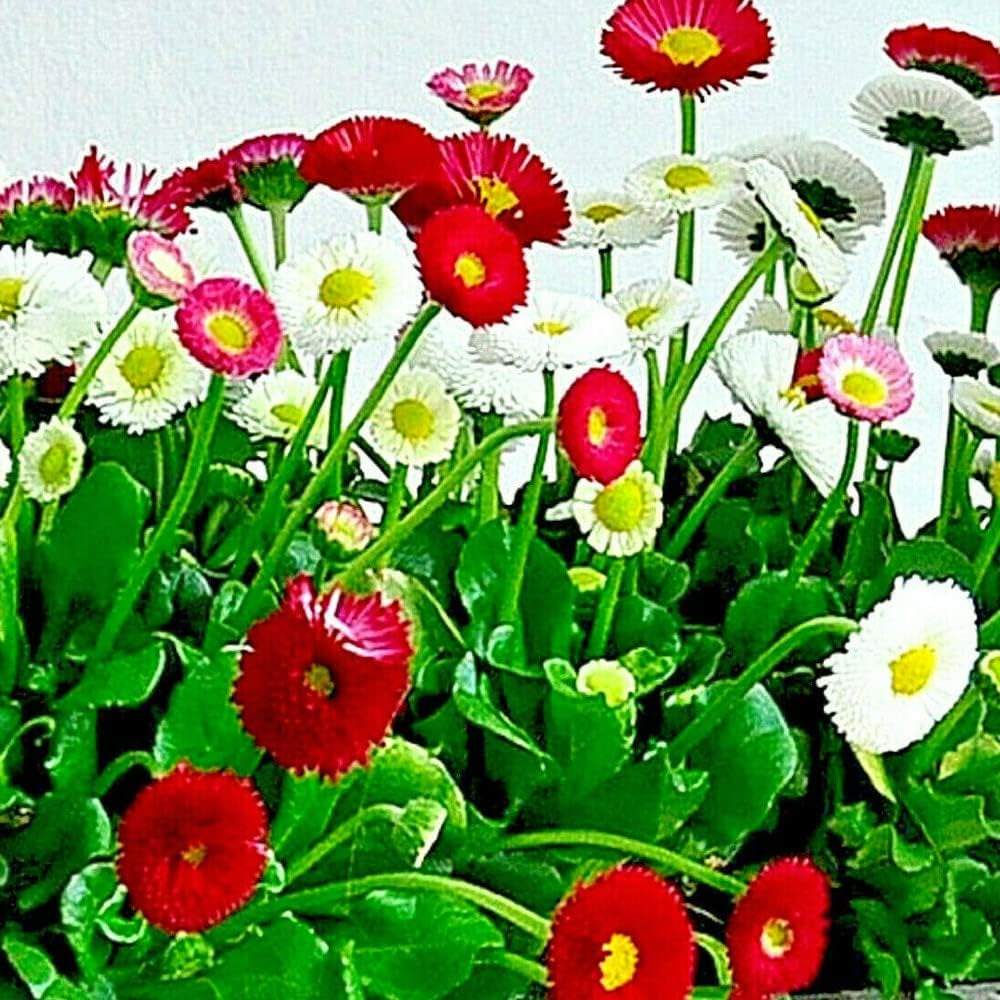 Flower 200 Seeds Bellis Perennis Super Enorma Flower Seeds Mix English Daisy | Medicinal Herb - Organic Plant Flowers Seeds 200