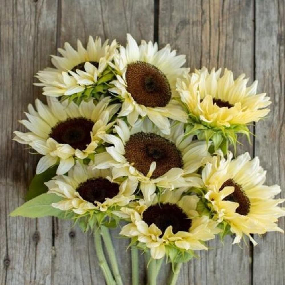 20 Procut White Nite Sunflower Seeds - Organic Fresh Seeds for Planting - Seeds for Home and Garden