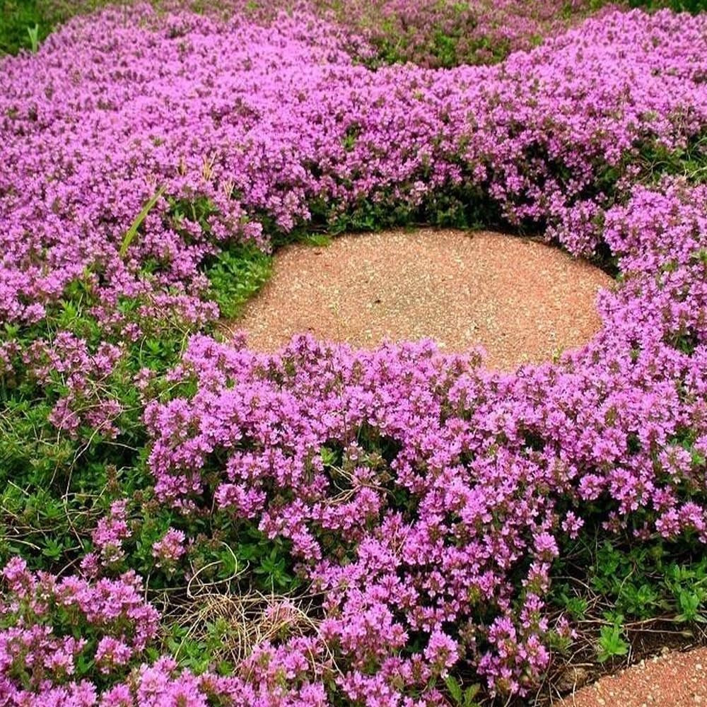1000 Seeds Purple Creeping Thyme Flower - Organic Fresh Purple Flower Seeds for Planting - Live Seeds for Home and Garden