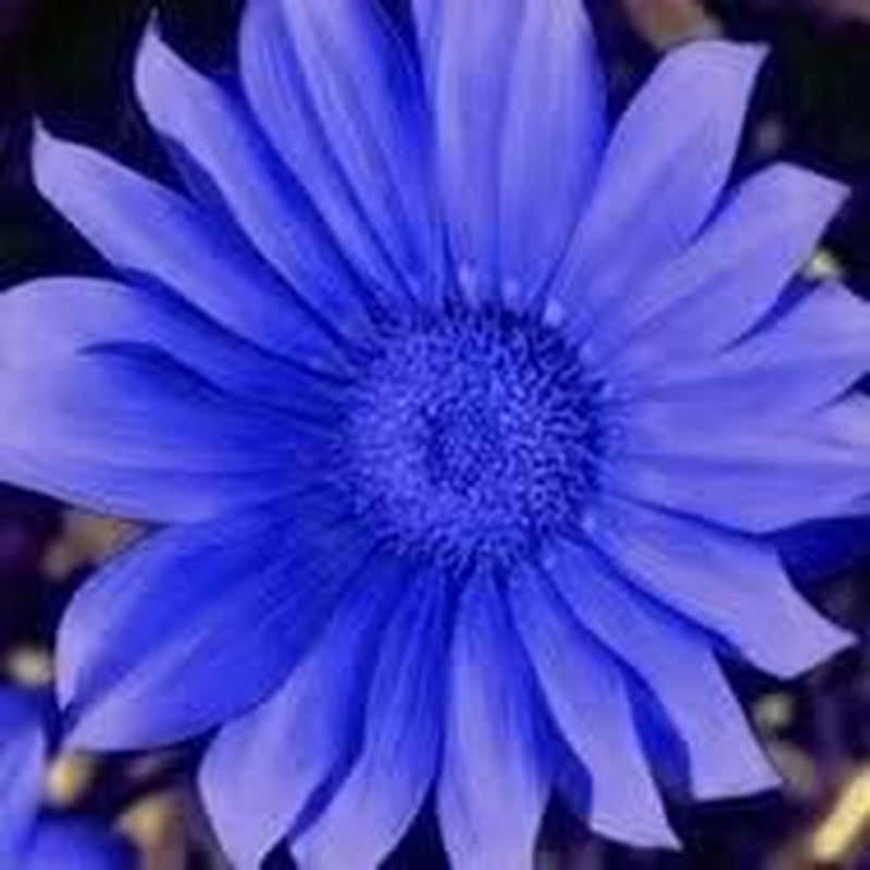 50 the BLUES BLUE DAISY FELICIA Heterophlla Kingfisher Flower Seedscomb S/H