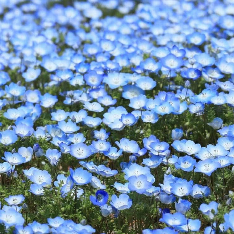 Flower 250 Baby Blue Eyes Seeds Nemophila Menziesii - Low Ground Cover Flowers, Blue