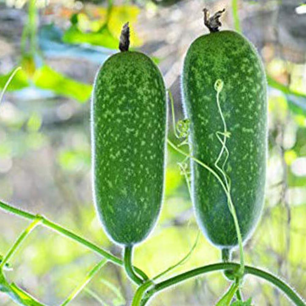 20 Seeds Organic Hairy Skin Gourd Seeds Fuzzy Melon Wax Gourd Hairy Melon - Organic Fresh Seeds for Planting - Seeds for Home and Garden