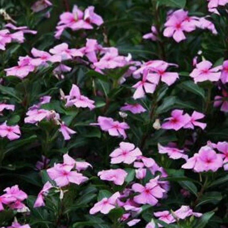Seeds 100+ Dwarf Pink Periwinkle Seeds (Vinca Rosea Delicata) Flowers Ground Cover - Plant Seed for Your Garden