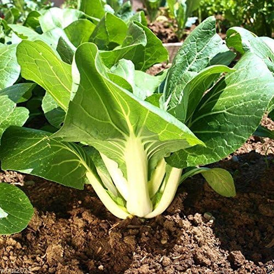 Dwarf Bok Choy or Baby Bok Choy (2000 Seeds) - ASIAN Vegetable
