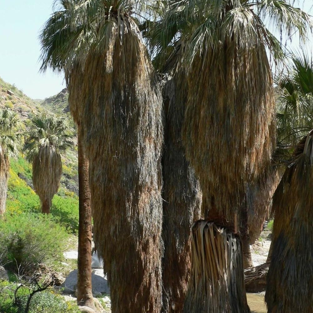 California Fan Palm - Washingtonia Filifera - 20 Seeds - Organic Fresh Seeds for Plantile - Live Tree Seeds for Landscape