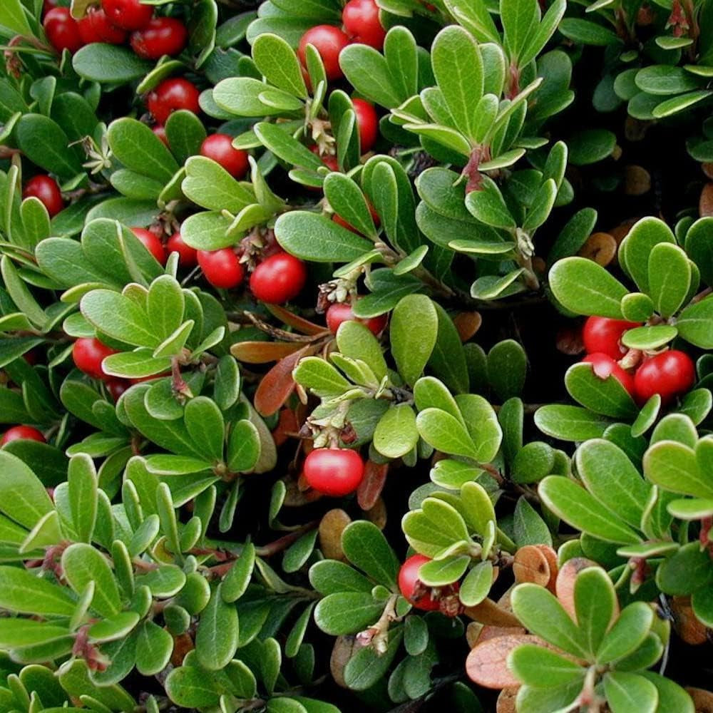 20 Seeds Bearberry, Kinnikinick - Arctostaphylos Uva-Ursi - Fresh Prganic Seeds Berry for Planting - Seeds for Home and Garden
