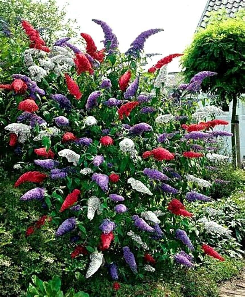 Multi-Color Butterfly Bush Mix Jocad (150 Seeds)