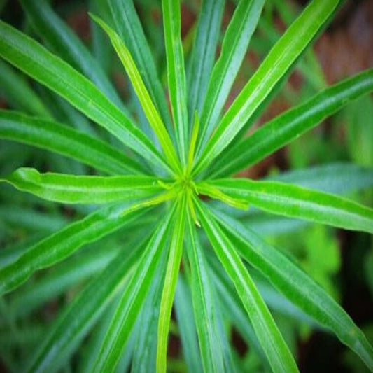 50+ Seeds Umbrella Palm - Cyperus Alternifolius - 50 Seeds Palm for Planting - Seeds Palm for Garden and Landscape