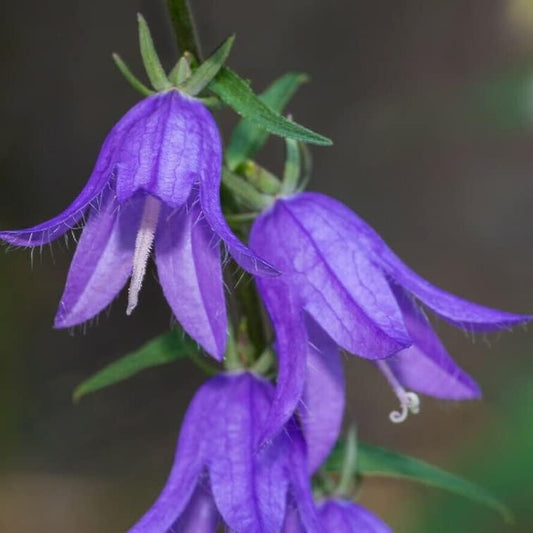Seed 50+ Giant Bellflower Flower - Campanula Latifolia Macrantha - 50+ Seeds Blue Organic Flower for Your Garden and Home