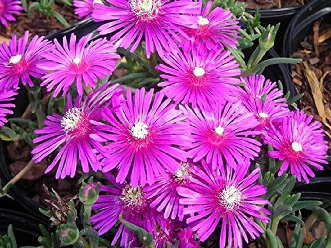 25 Table Mountain ICE Plant Magenta Fuchsia Delosperma Cooperi Flower Seeds