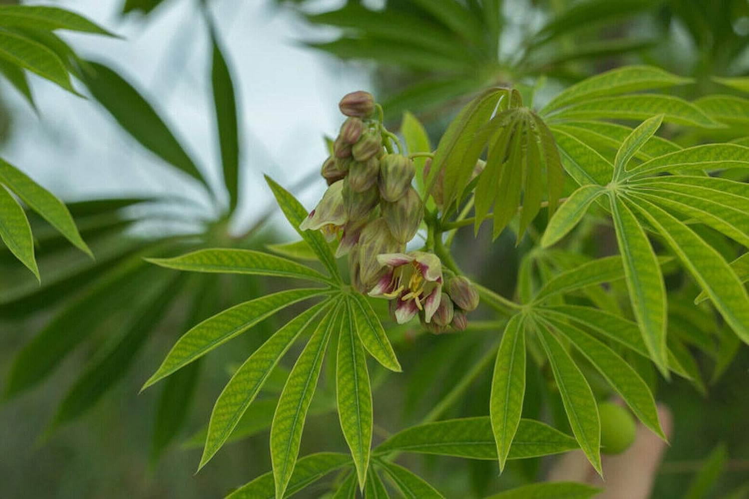 Rare Seeds - Tapioca Plant Seed - Cassava Manihot Esculenta Jocad (5 Seeds)