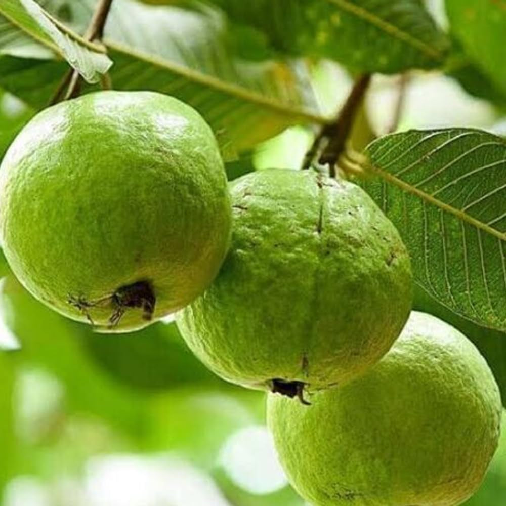 Seeds Psidium Guajava Pink Guava - 75 Seeds - Fresh 2023 Seeds - Organic Fresh Seeds for Planting - Live Seeds