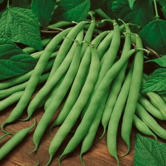 10 Seeds Bush Blue Lake 274 Beans Heirloom Green String Non GMO Classic Beauty - Organic Fresh Seeds for Planting - Live Seeds