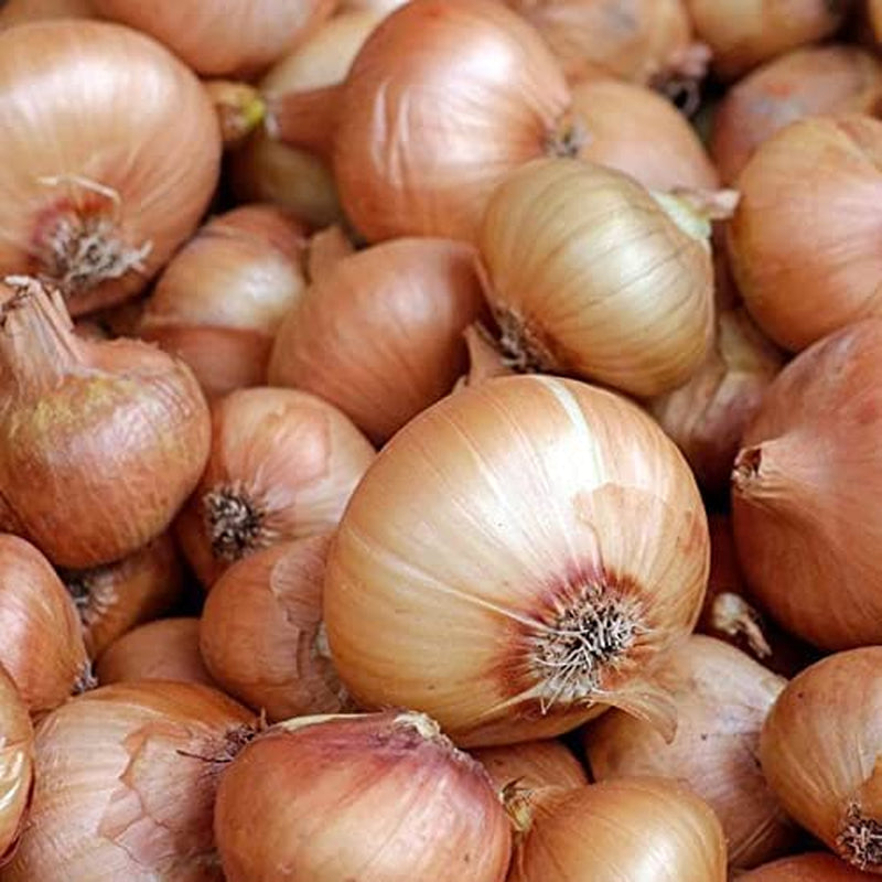 Walla Walla Sweet Onions-5-6 Inch Diameter!! -Extra Large White Onions!! Sweet! (25 - Seeds)