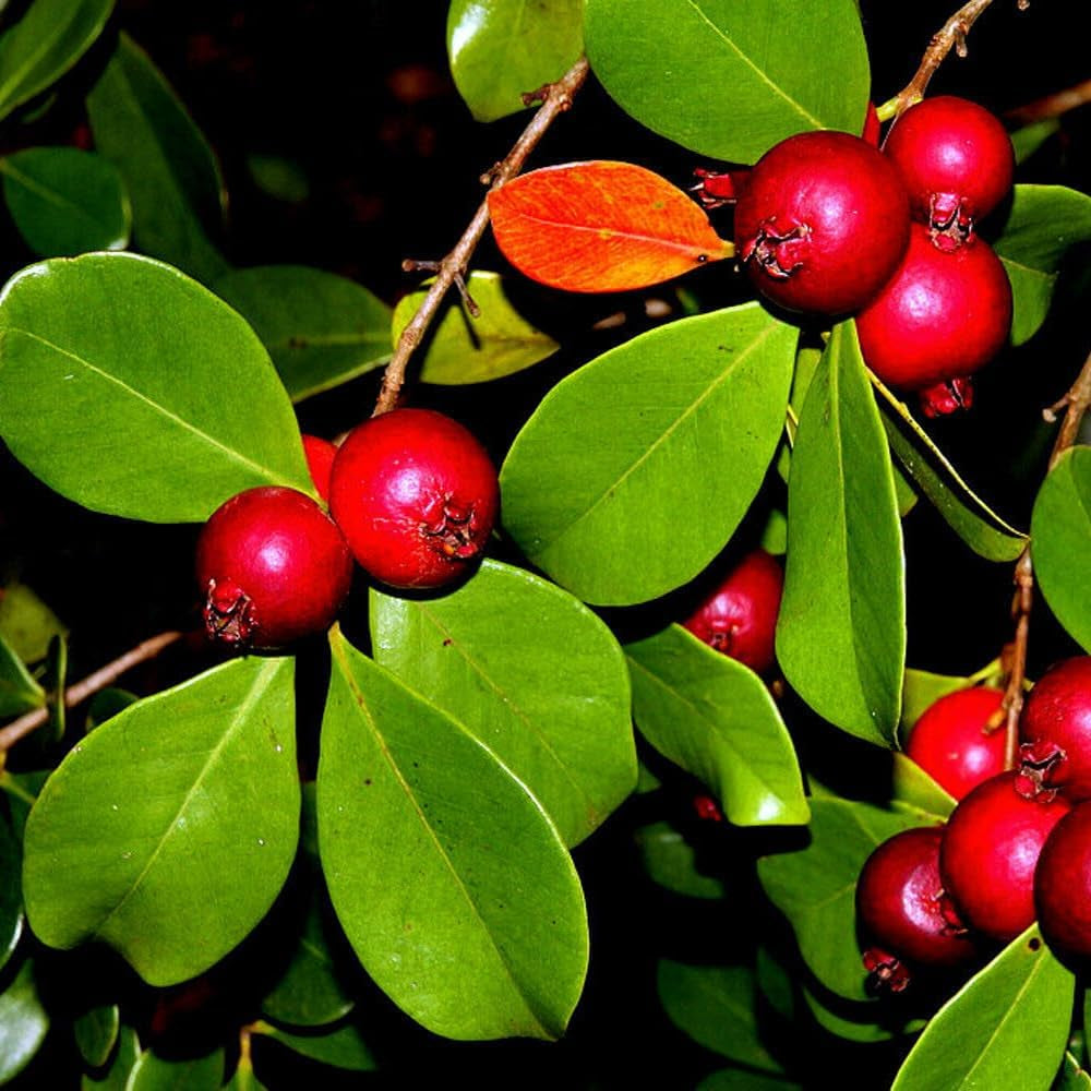 20 Strawberry Guava Tree Seeds (Psidium Cattleianum) Edible Garden Fruit Plant - Organic Fresh Seeds for Planting - Live 20 Seeds