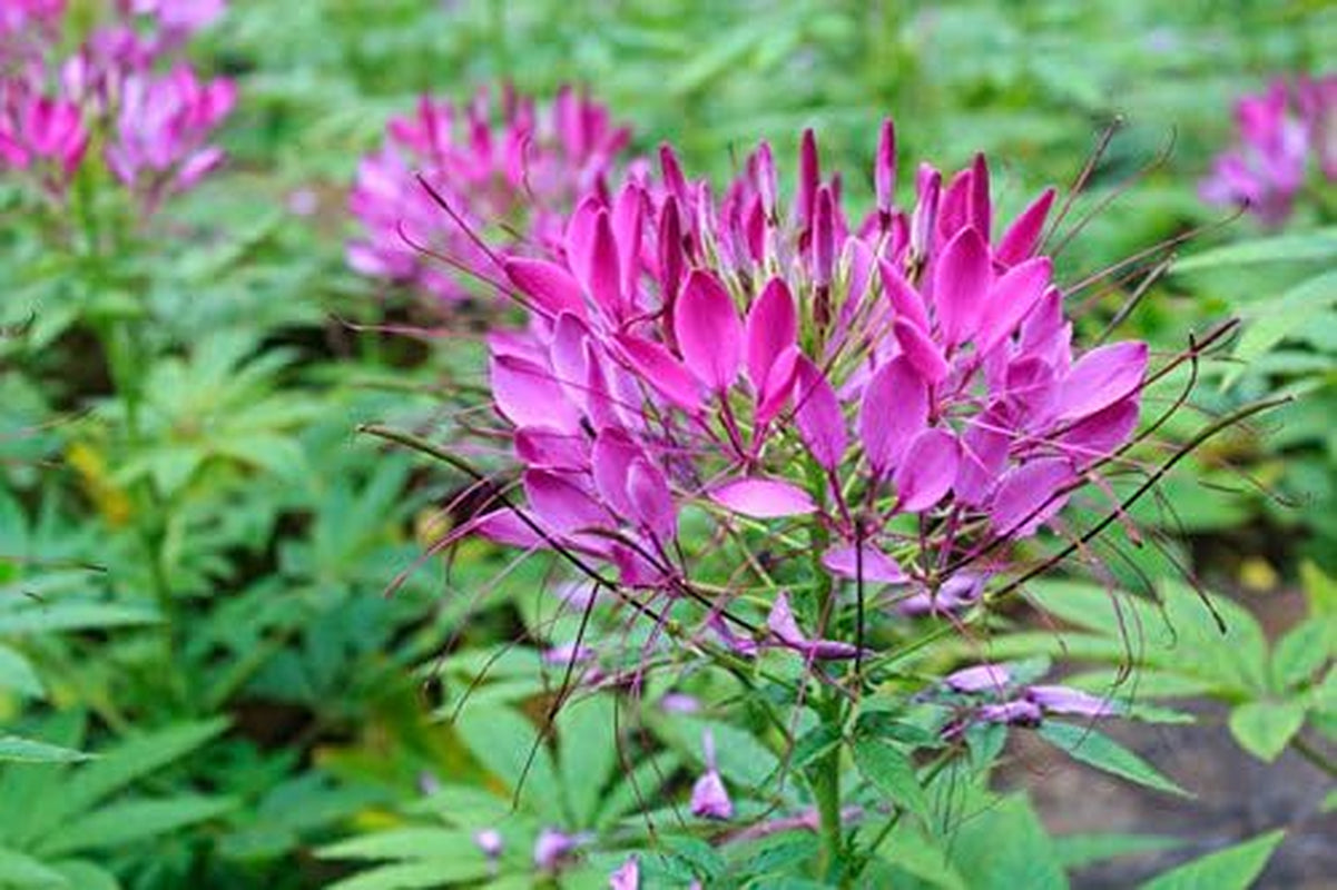 Hot Purple Spider Flower (Cleome) 30 SEEDS - BOLD BRIGHT COLOR! Comb.S/H!