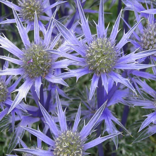 25+ Seeds Blue Star, Sea Holly - Eryngium Planium Florist Choice! - Flower Seeds for Your Home and Garden
