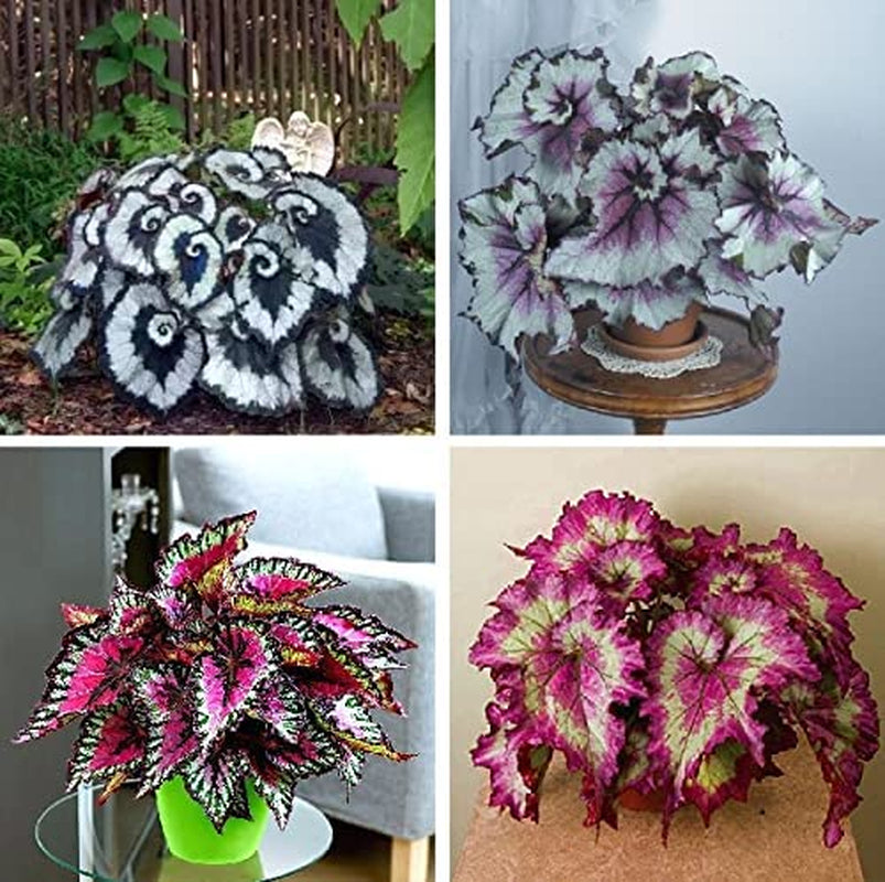 Mix Coleus Seeds for Planting, 100 Beautiful Coleus Flower Seeds