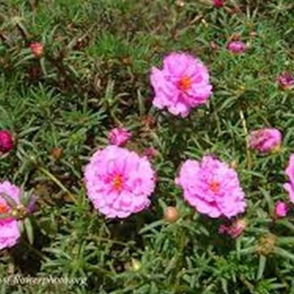 Moss Rose 200 Seeds - Portulaca Grandiflora Pink - Pink Flowers Seeds for Planting - 200 Organic Seeds for Home and Garden