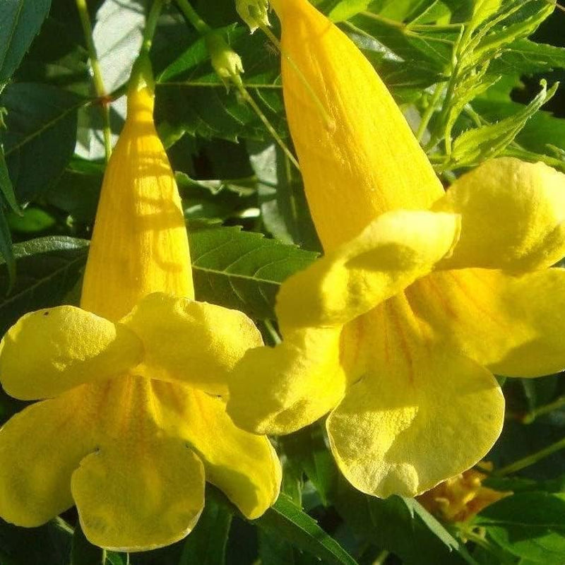 Tecoma Stans Plant 50 Seeds Arizona Yellow Elder Esperanza Gold - 50 Seeds Arizona Yellow Elder Esperanza Organic Flower for Your Garden