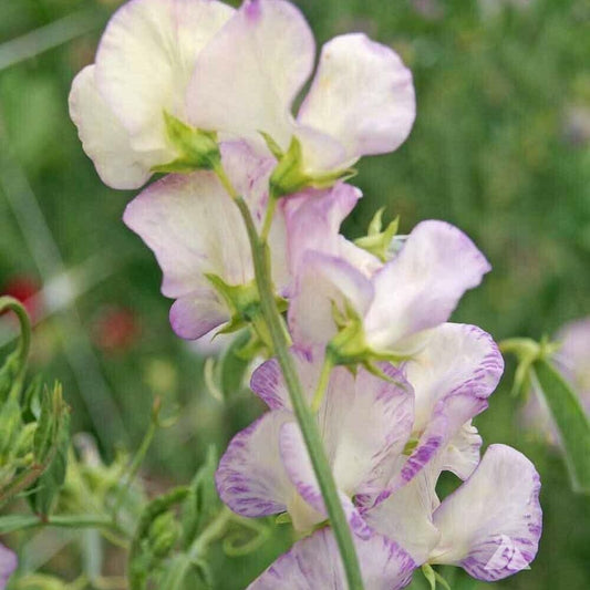 25 Seeds Flower Sweet Pea HIGH Scent Vine Fragrant Colored White/Purple Flower - Seeds for Home and Garden - Organic Fresh Seeds for Planting