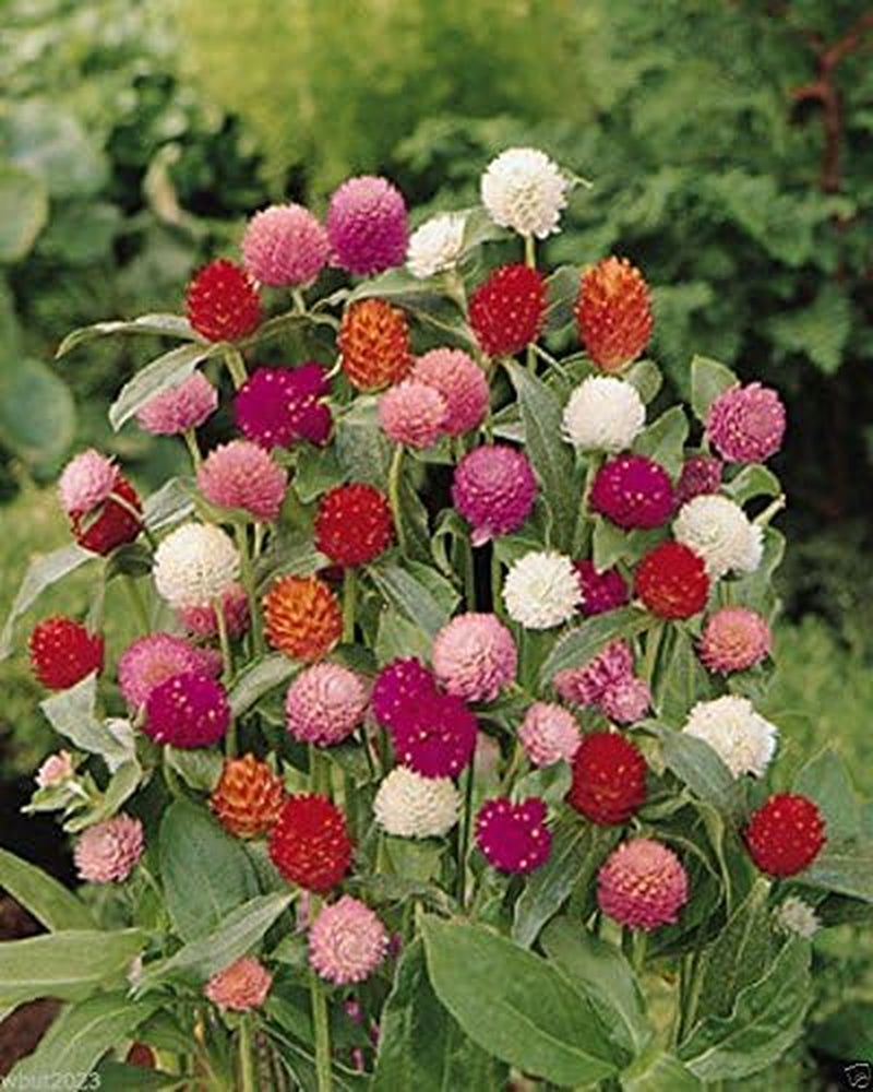 Globe Amaranth Mix Color ~ White, Pink, Rose, Salmon,And Purple. 50 Seeds.