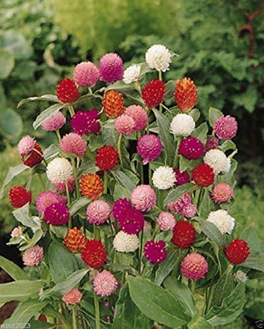 Globe Amaranth Mix Color ~ White, Pink, Rose, Salmon,And Purple. 50 Seeds.