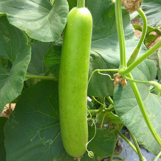 Asian Vegetable Seeds Mottled Bottle Gourd,Calabash,Lagenaria Siceraria,Melon, Bầu Sao(15 Seeds) by