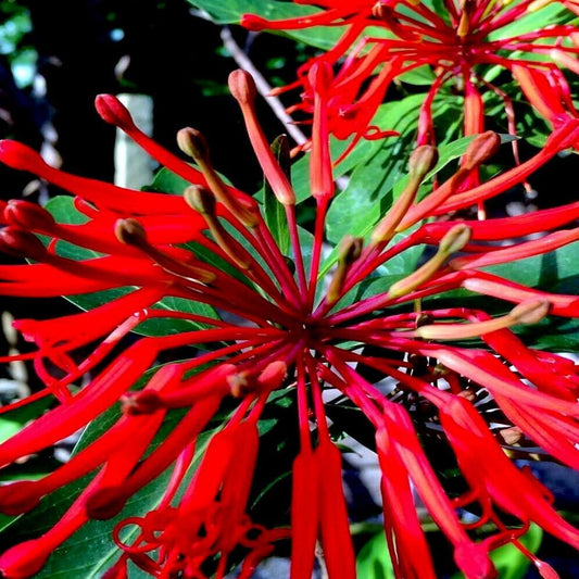10 Seeds Chilean Firebush Tree Seeds Embothrium Flame Flower Plant - Organic Tree Fresh Seeds for Planting - Live Embothrium Seeds for Home and Garden