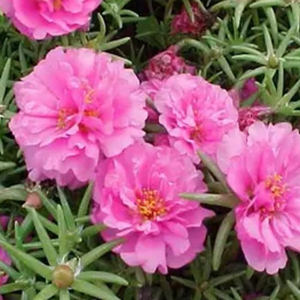Moss Rose 200 Seeds - Portulaca Grandiflora Pink - Pink Flowers Seeds for Planting - 200 Organic Seeds for Home and Garden