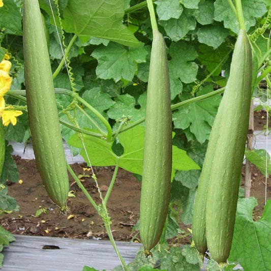 (20) Asian Vegetable Edible Luffa Seeds , Long Smooth Sponge Gourd, Muop Huong