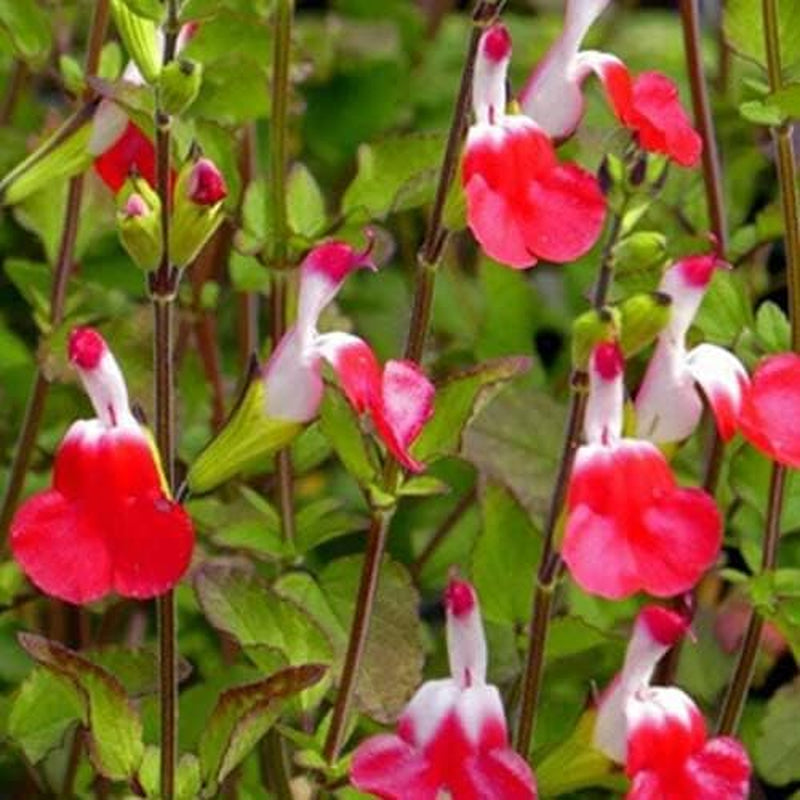 50 Seeds Flower Hot Lips Salvia Seed Perennial Flowers Hummingbird - Hot Lips Salvia Seeds of 500
