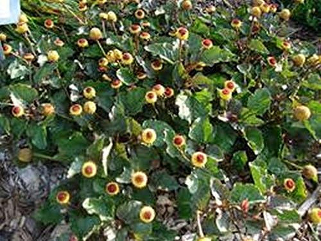 Toothache Plant- 100 Seeds