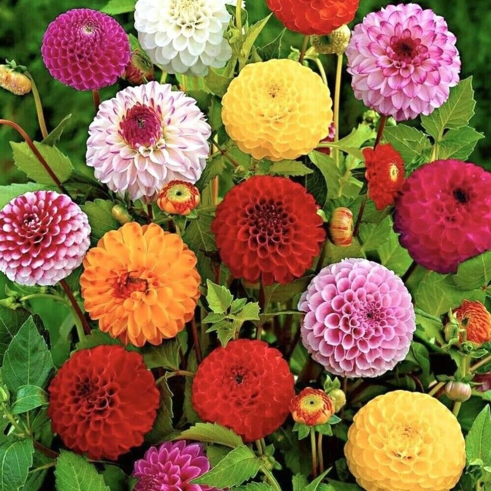200 Duchess Peony Mixed Color Aster Flower Seeds - Organic Fresh Seeds for Planting - Live Seeds for Home and Garden